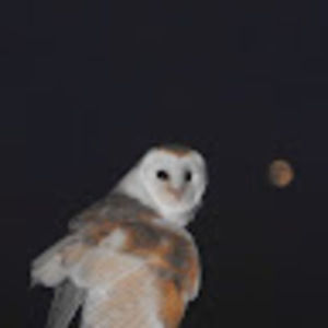 Meet your Posher, Colin